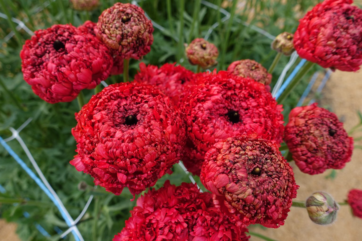 Ranunculus Poodle Chaouen II®