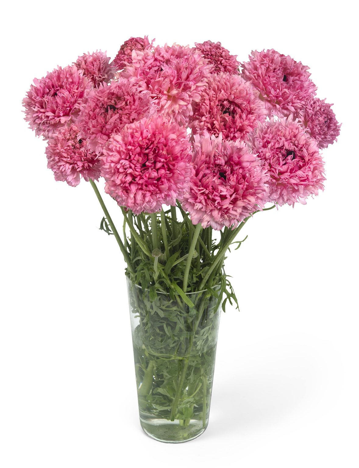 Ranunculus Poodle Ramlia®