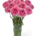 Ranunculus Poodle Ramlia®