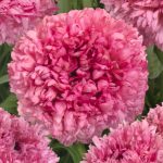 Ranunculus Poodle Ramlia®