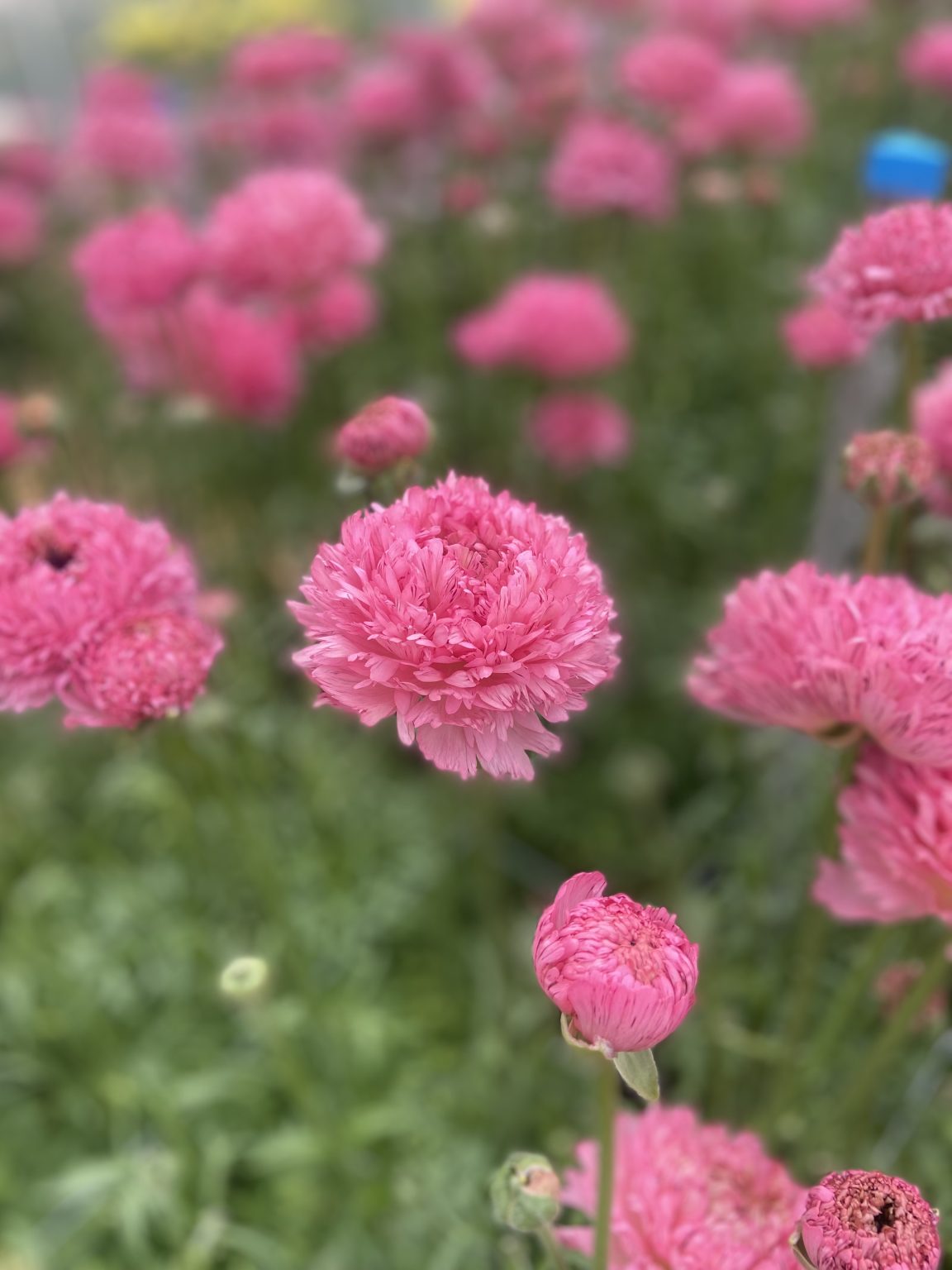 Ranunculus Poodle Ramlia®