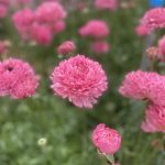 Ranunculus Poodle Ramlia®