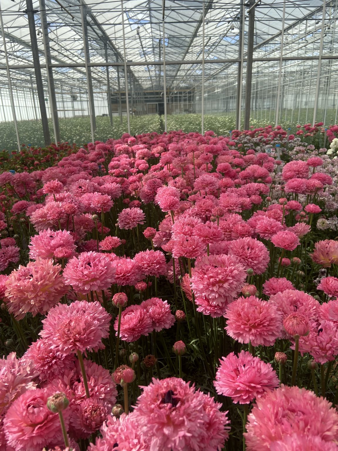 Ranunculus Poodle Ramlia®