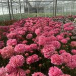 Ranunculus Poodle Ramlia®