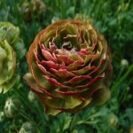 Ranunculus Brushmark St. Emilion®