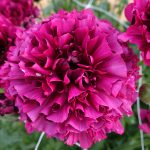 Ranunculus Brushmark Braga®