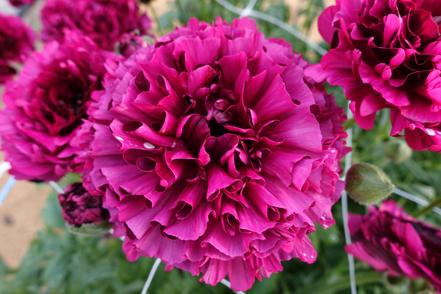 Ranunculus Brushmark Braga®