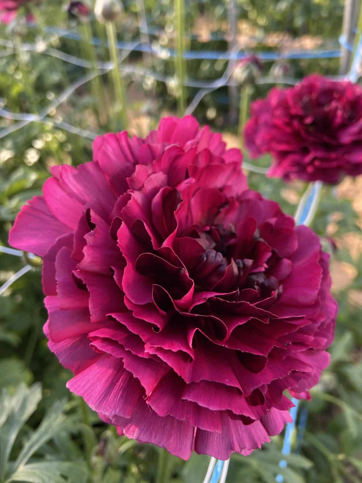 Ranunculus Brushmark Braga®