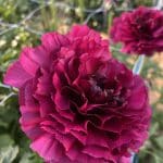 Ranunculus Brushmark Braga®