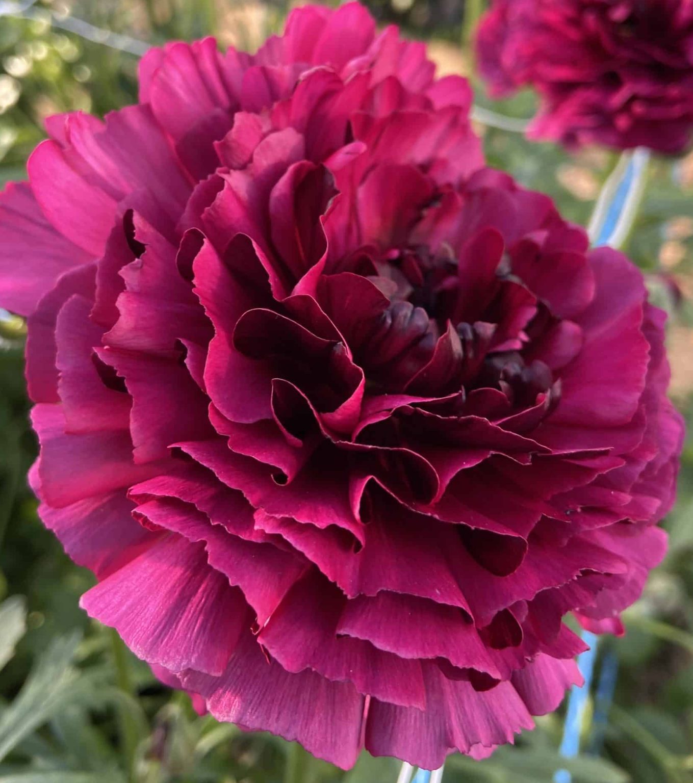 Ranunculus Brushmark Braga®