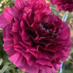 Ranunculus Brushmark Braga®