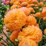Orange Ranunculus Romance in a greenhouse