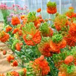 Ranunculus Romance™ Crown Nervion®