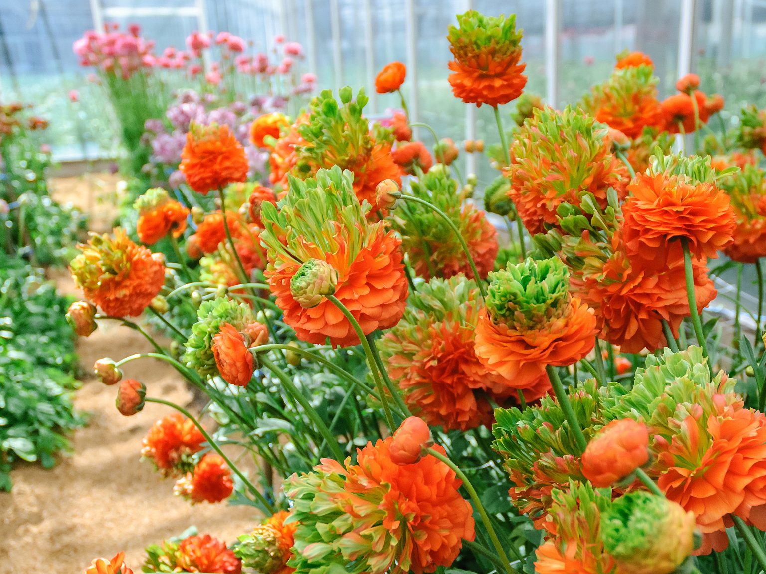 Ranunculus Romance™ Crown Nervion®