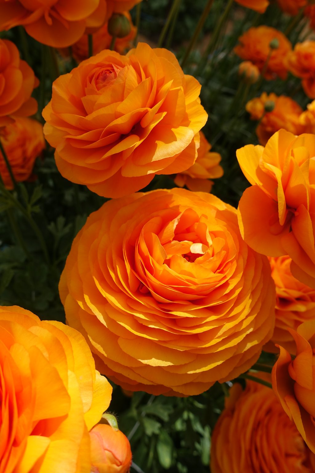 Orange Ranunculus in a green house