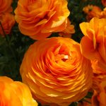 Orange Ranunculus in a green house