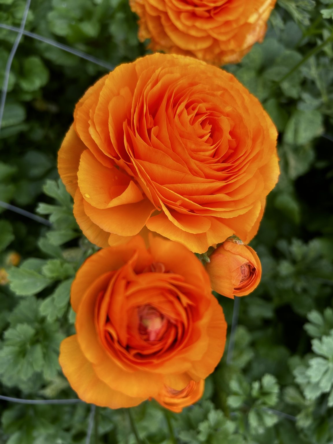 Oranje Ranunculus