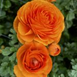 Oranje Ranunculus