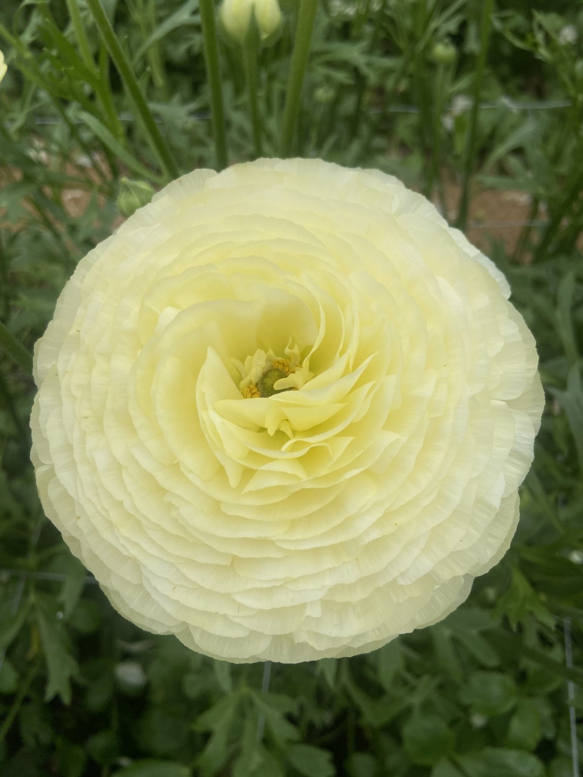 Leomon yellow Ranunculus in a green house