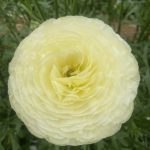 Leomon yellow Ranunculus in a green house