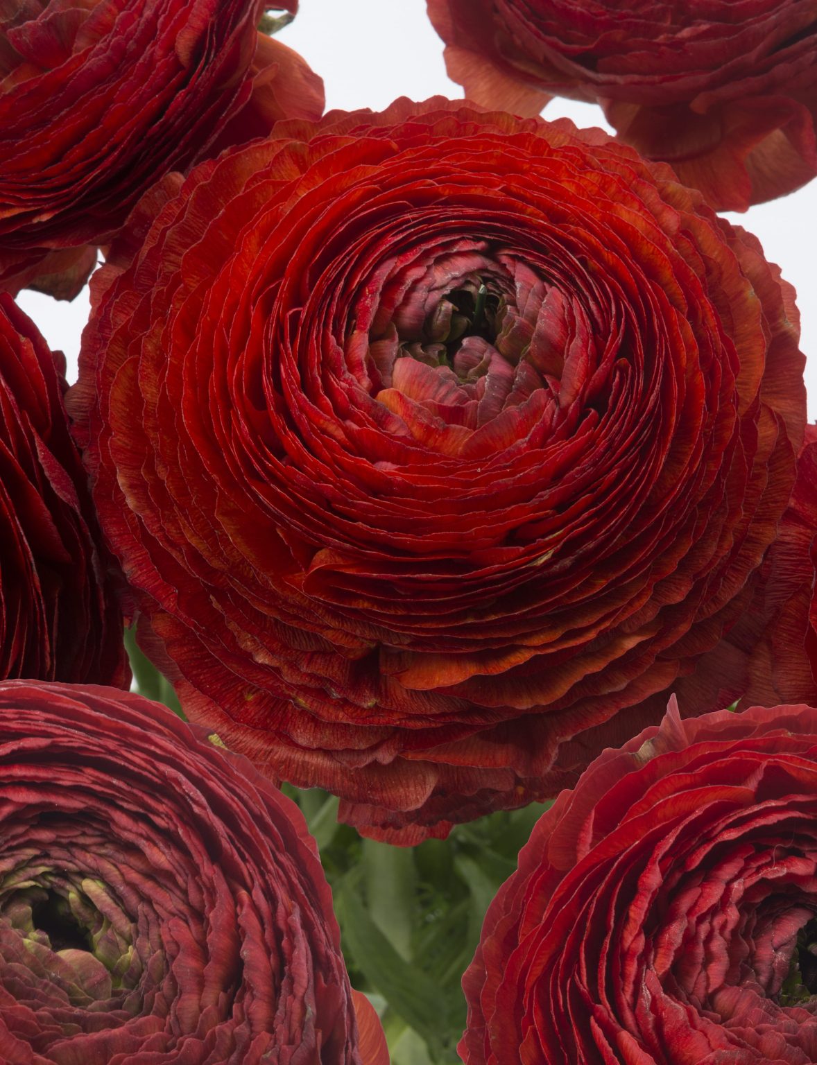 Red flower Ranunculus Romance™ Get Lucky®