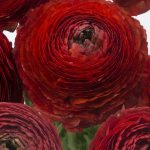 Red flower Ranunculus Romance™ Get Lucky®