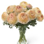 Creme flower Ranunculus Romance™ Hydra®