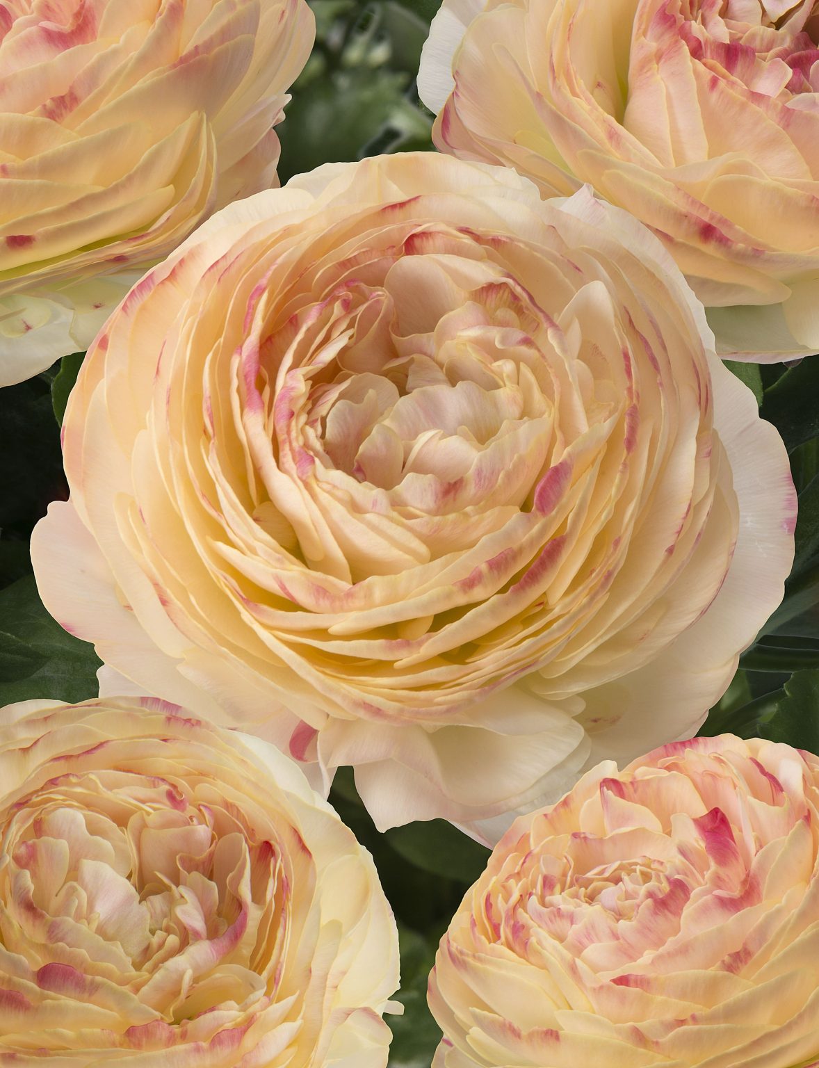 Creme flower Ranunculus Romance™ Hydra®