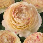 Creme flower Ranunculus Romance™ Hydra®