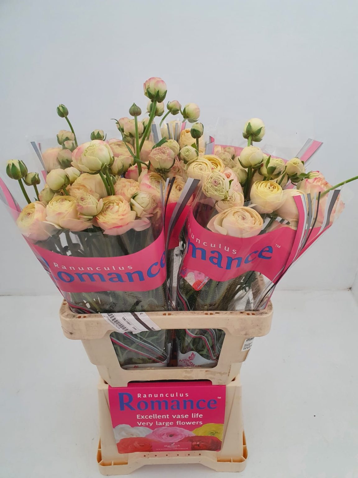 Creme flower Ranunculus Romance™ Hydra®