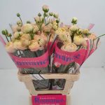 Creme flower Ranunculus Romance™ Hydra®