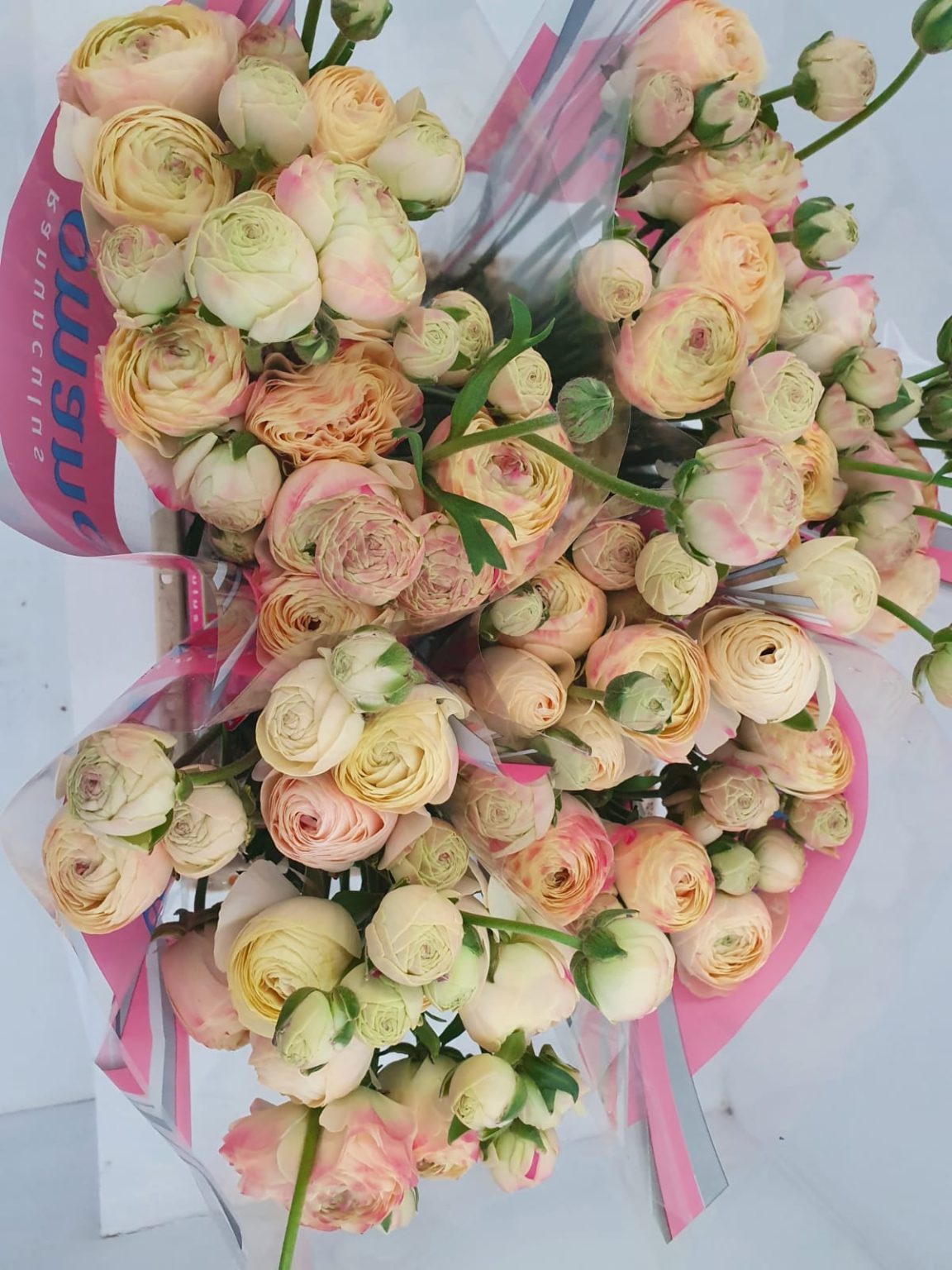 Creme flower Ranunculus Romance™ Hydra®