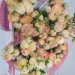 Creme flower Ranunculus Romance™ Hydra®