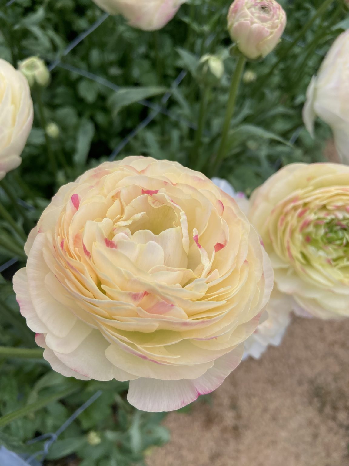 Creme flower Ranunculus Romance™ Hydra®