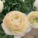 Creme flower Ranunculus Romance™ Hydra®