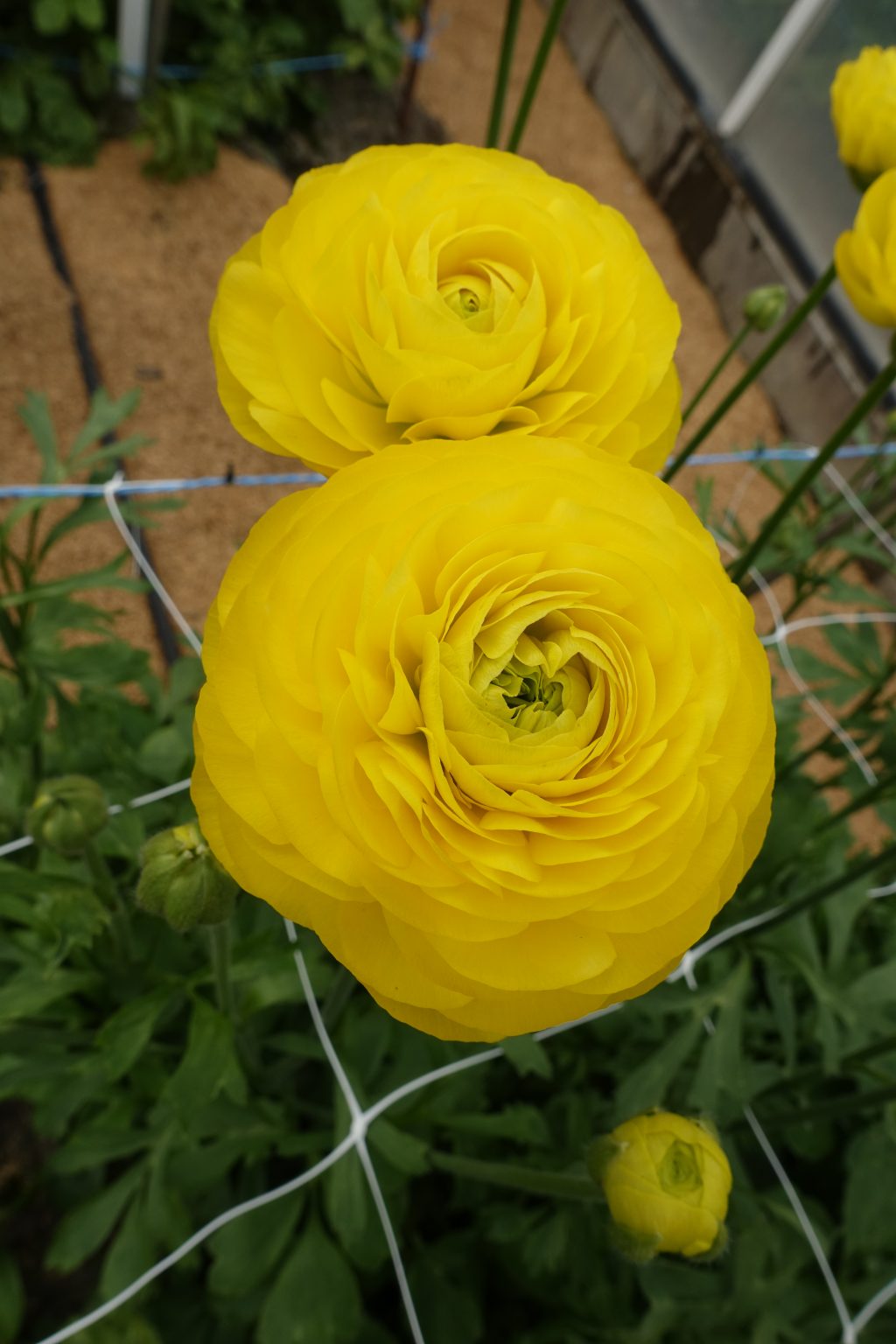 Yellow flower Ranunculus Romance™ Kitila®