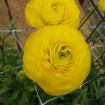 Yellow flower Ranunculus Romance™ Kitila®