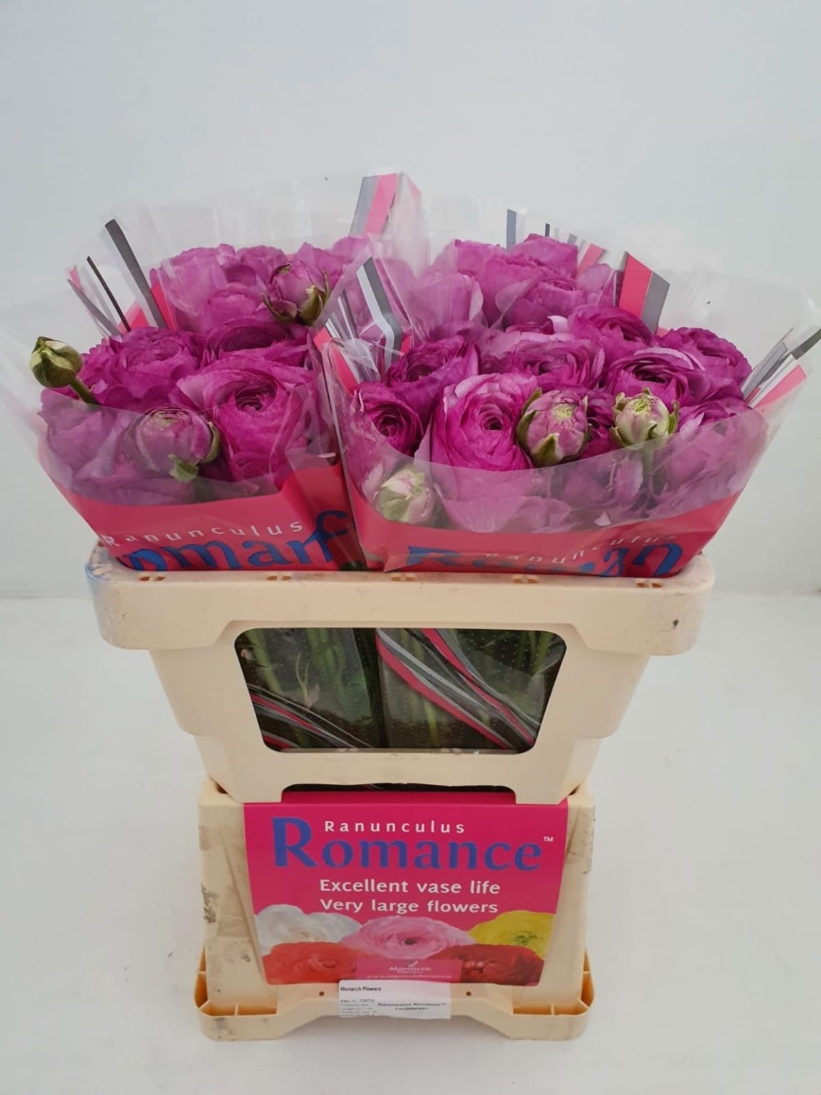 Purple flower Ranunculus Romance™ Loubeyres®