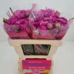 Purple flower Ranunculus Romance™ Loubeyres®