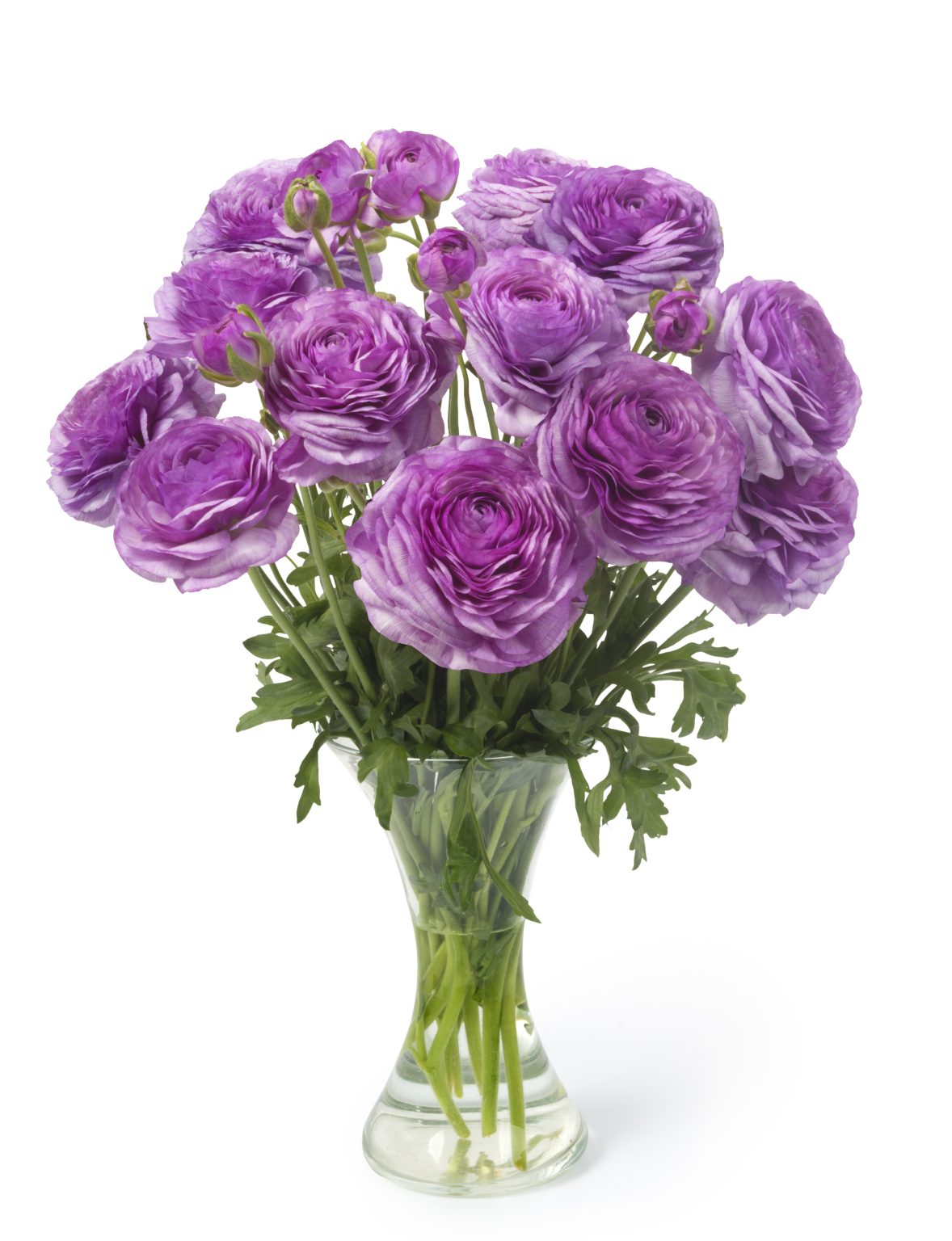 Purple flower Ranunculus Romance™ Loubeyres®