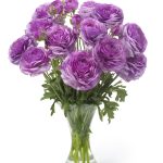 Purple flower Ranunculus Romance™ Loubeyres®