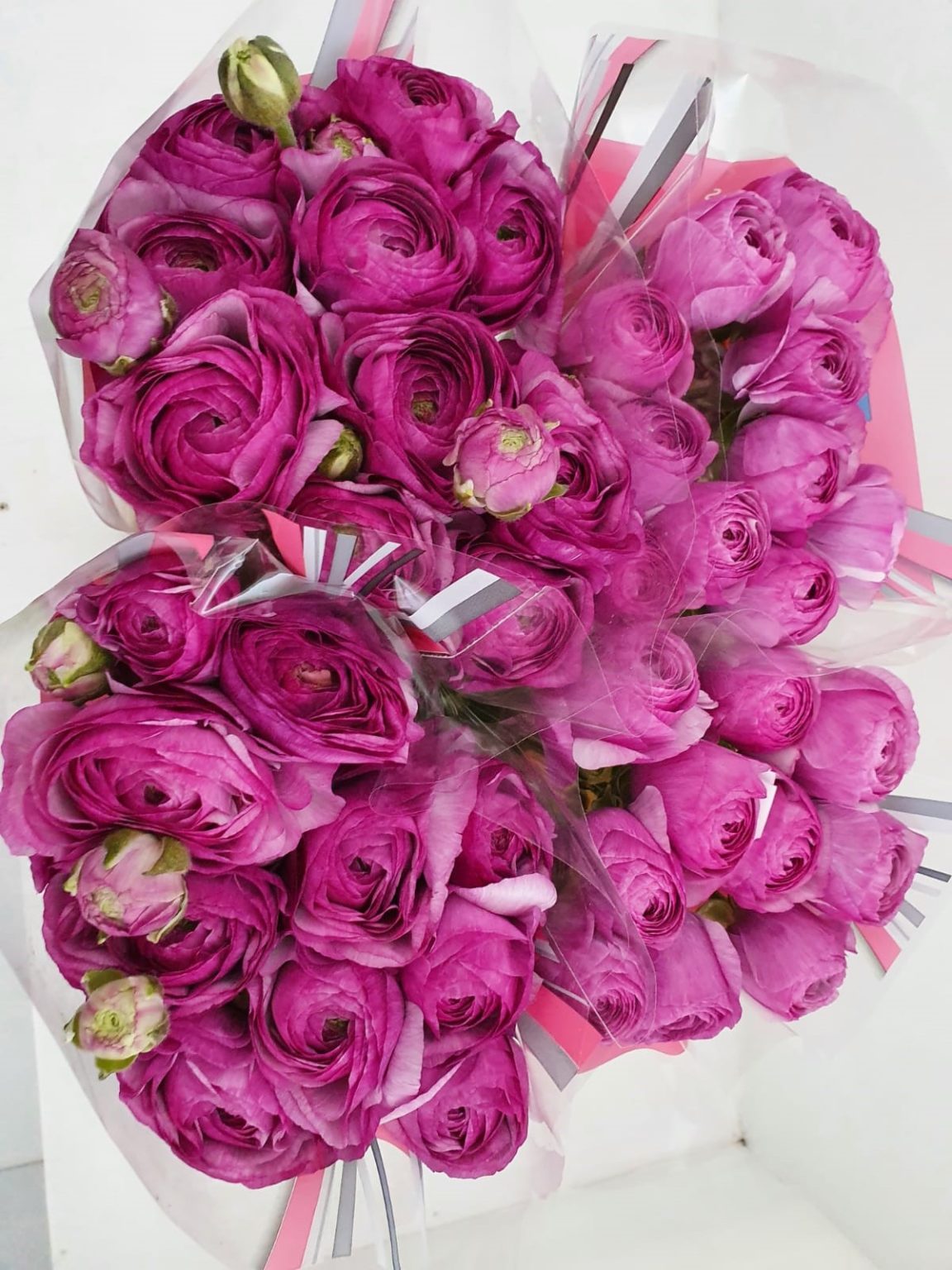 Purple flower Ranunculus Romance™ Loubeyres®