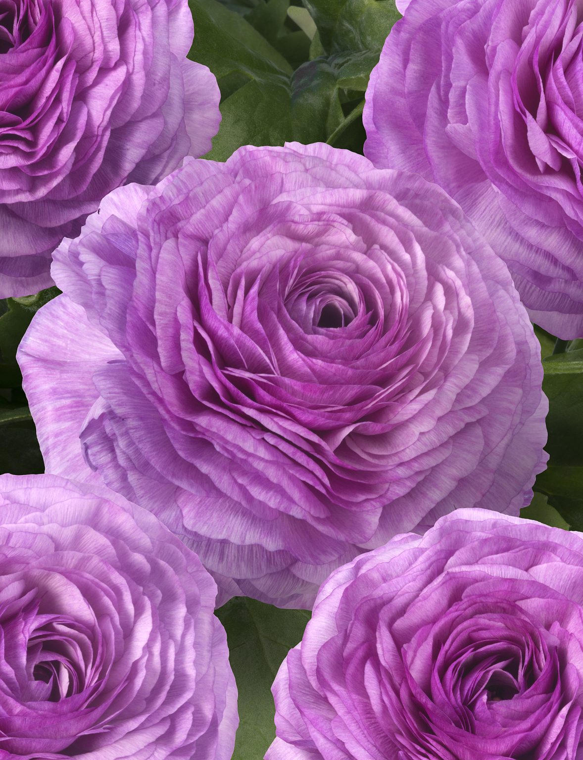 Purple flower Ranunculus Romance™ Loubeyres®