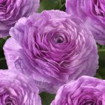 Purple flower Ranunculus Romance™ Loubeyres®