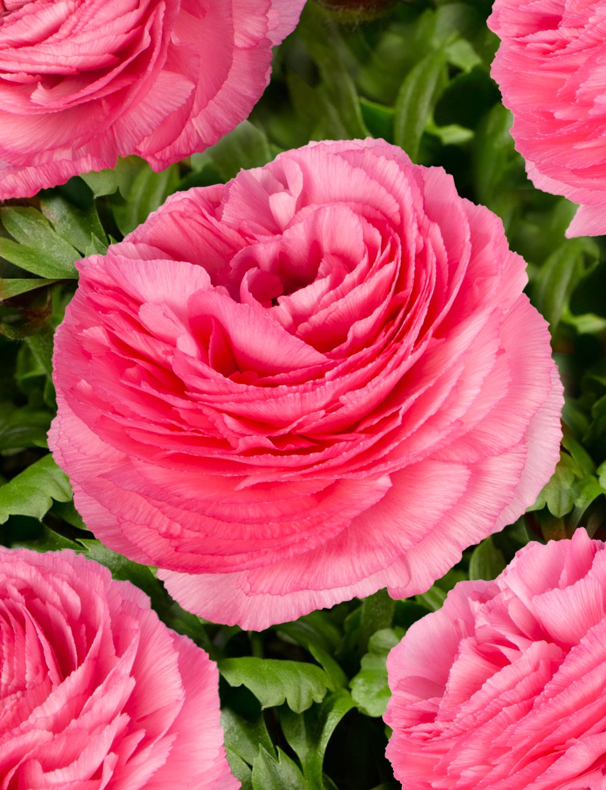 Pink flower Ranunculus Romance™ Louise®