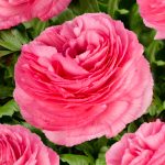 Pink flower Ranunculus Romance™ Louise®
