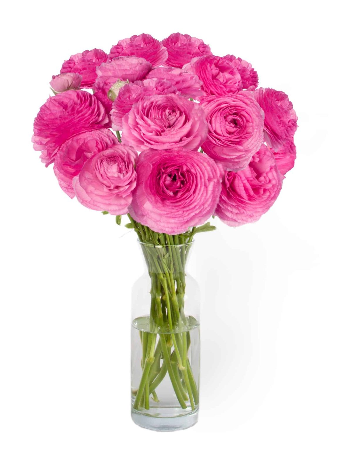Pink flower Ranunculus Romance™ Louise®