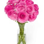 Pink flower Ranunculus Romance™ Louise®