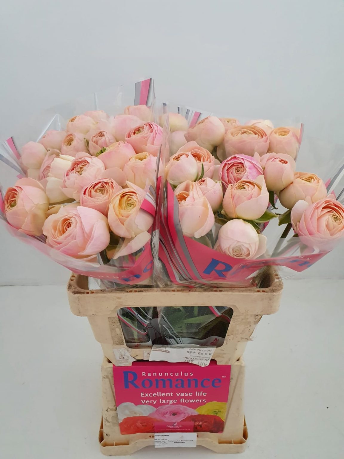 Pink flower Ranunculus Romance™ Maritime®