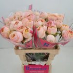 Pink flower Ranunculus Romance™ Maritime®